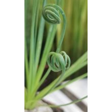 Albuca spiralis
