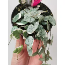 Ceropegia woodii Variegata