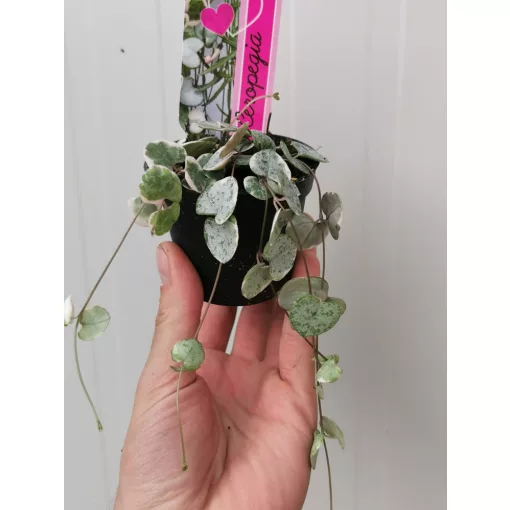 Ceropegia woodii Variegata