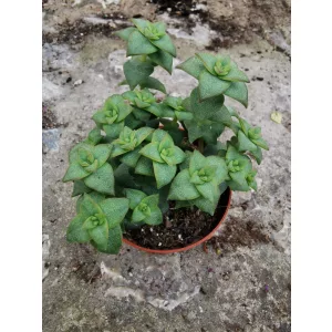 Crassula perforata