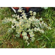 Októberi varjúháj - Sedum sieboldii 'Mediovariegata'