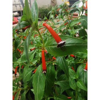 Egynyári növények