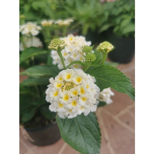 Sétányrózsa - Lantana camara White