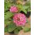 Sétányrózsa - Lantana camara Yellow-Pink