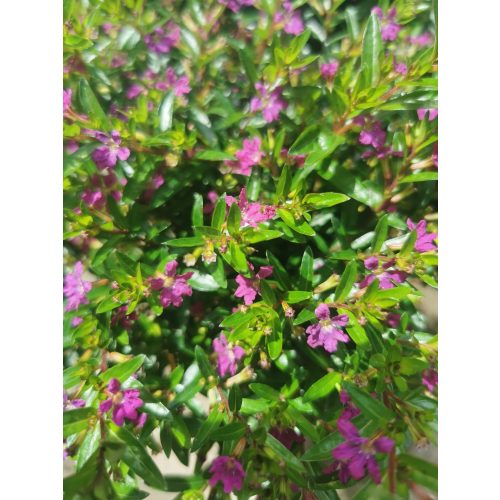 Japáncserje - Cuphea hyssopifolia 'Purple'