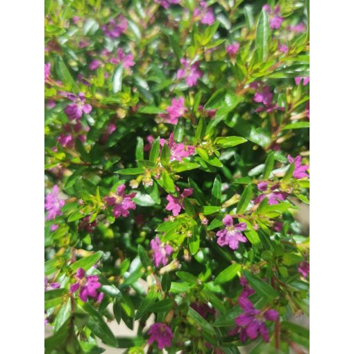 Japáncserje - Cuphea hyssopifolia Purple
