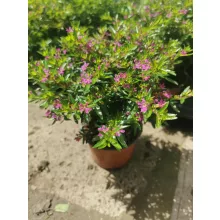 Cuphea hyssopifolia Purple - Japáncserje, cuppánka