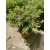 Cuphea hyssopifolia Purple - Japáncserje, cuppánka