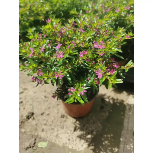 Cuphea hyssopifolia Purple - Japáncserje, cuppánka