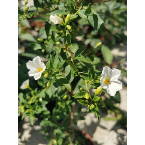 Enciánfa - Solanum rantonetti White