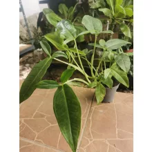 Nyíllevél - Syngonium podophyllum Trileaf Wonder