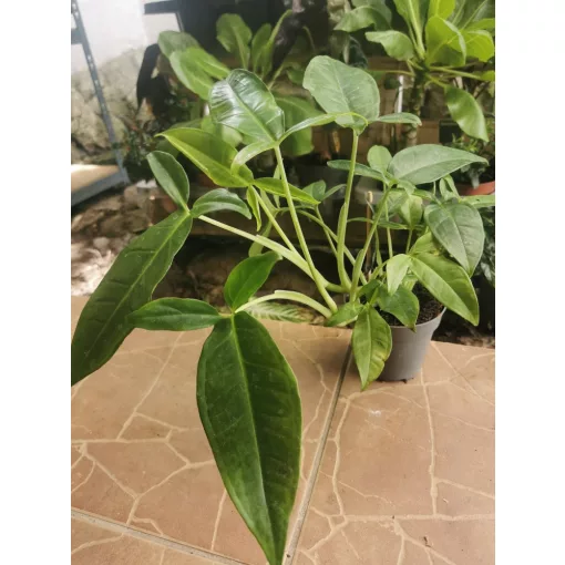 Nyíllevél - Syngonium podophyllum Trileaf Wonder