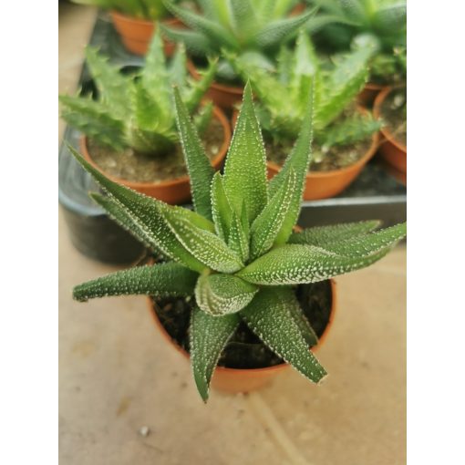 Aloe sp. 4