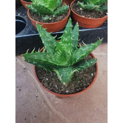 Aloe sp. 5