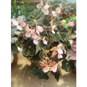 Begonia sp. 7