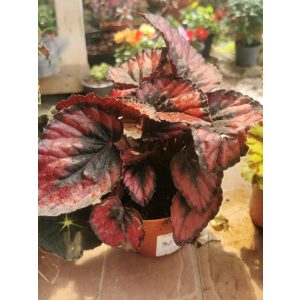 Begonia sp. 8
