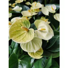 Flamingóvirág - Anthurium Vanilia