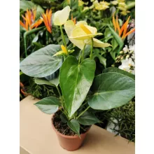 Flamingóvirág - Anthurium Vanilia