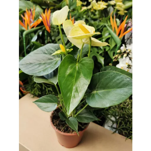 Flamingóvirág - Anthurium Vanilia