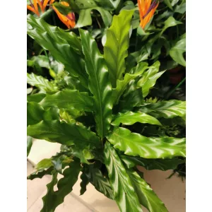 Zebralevél - Calathea rufibarba Green
