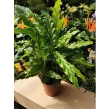 Zebralevél - Calathea rufibarba Green