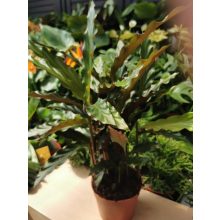 Zebralevél - Calathea rufibarba Wavestar