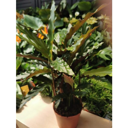 Zebralevél - Calathea rufibarba Wavestar