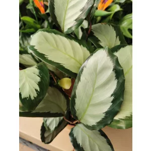 Zebralevél - Calathea picturata Argentea