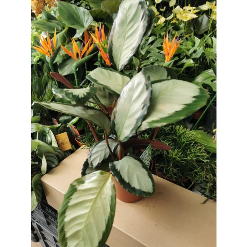 Zebralevél - Calathea picturata Argentea