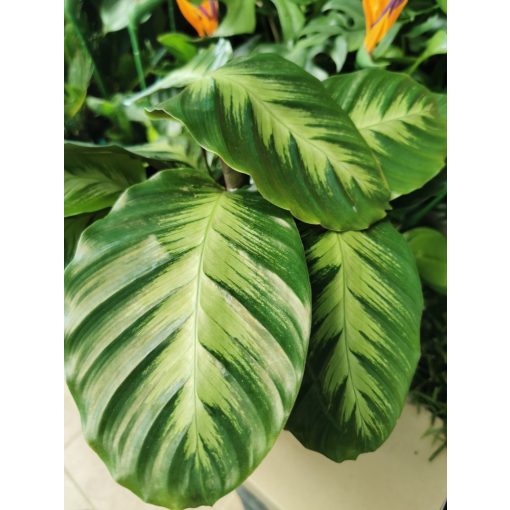 Zebralevél - Calathea albertii