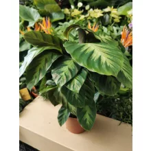 Zebralevél - Calathea albertii