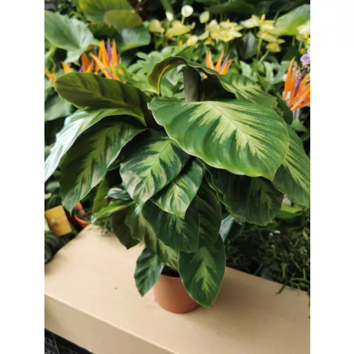 Zebralevél - Calathea albertii