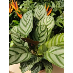 Zebralevél - Calathea Freddie