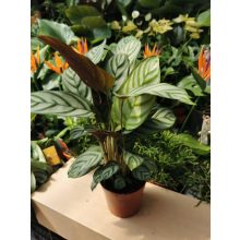 Zebralevél - Calathea Freddie