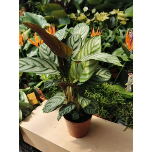 Zebralevél - Calathea Freddie