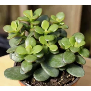 Pozsgafa - Crassula ovata