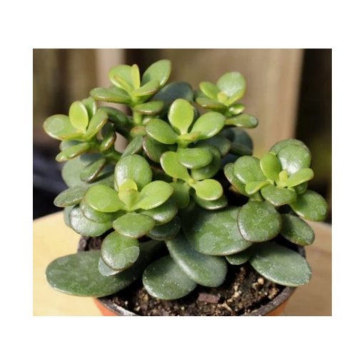 Pozsgafa - Crassula ovata