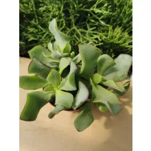 Pozsgafa - Crassula arborescens Undulatifolia