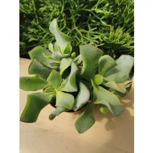 Pozsgafa - Crassula arborescens Undulatifolia