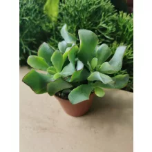 Pozsgafa - Crassula arborescens Undulatifolia