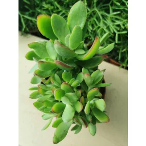 Pozsgafa - Crassula swaziensis Money Maker