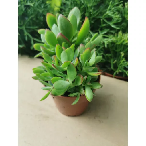 Pozsgafa - Crassula swaziensis Money Maker