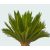 Cycas revoluta (p21) - Cikász pálma