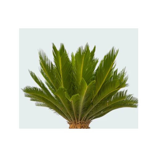 Cycas revoluta (p21) - Cikász pálma