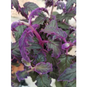 Bíbor bársonylevél - Gynura aurantiaca