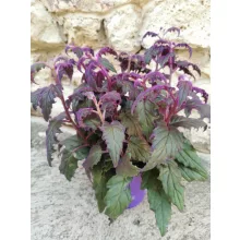 Bíbor bársonylevél - Gynura aurantiaca