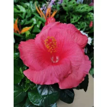 Hibiszkusz - Hibiscus Kandy