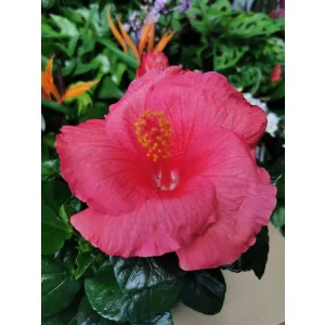 Hibiszkusz - Hibiscus Kandy