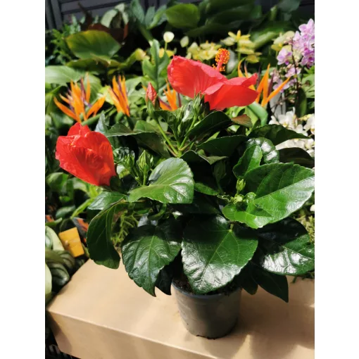 Hibiszkusz - Hibiscus Kandy