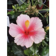 Hibiscus Geisha - Hibiszkusz